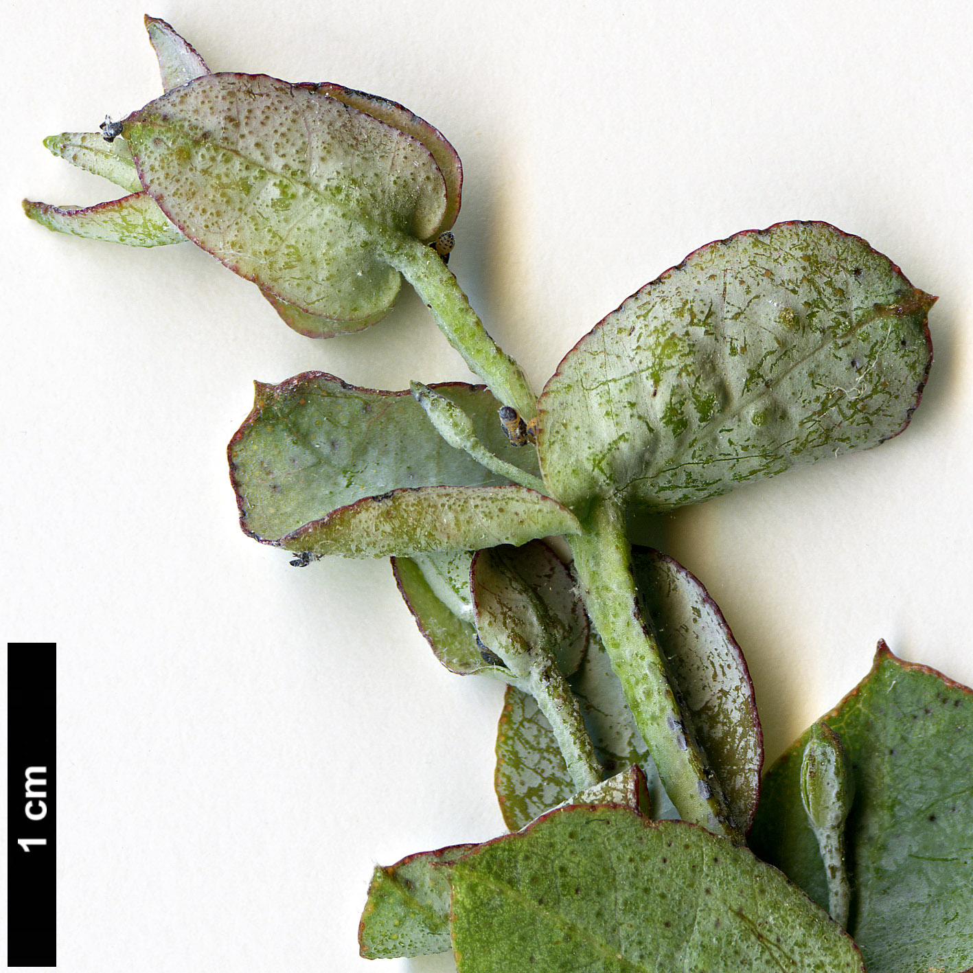 High resolution image: Family: Myrtaceae - Genus: Eucalyptus - Taxon: cordata - SpeciesSub: subsp. cordata